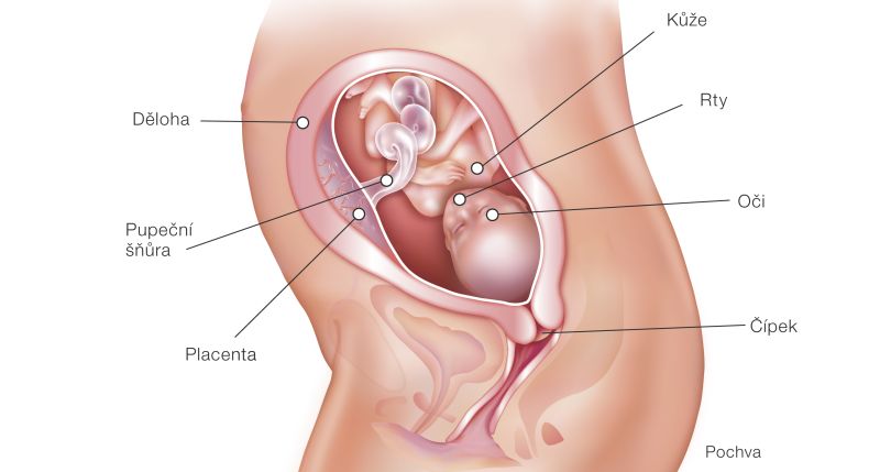 Fotografie (22. týždeň tehotenstva: Vývoj plodu a tehotenské zmeny)